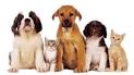 pets for sale